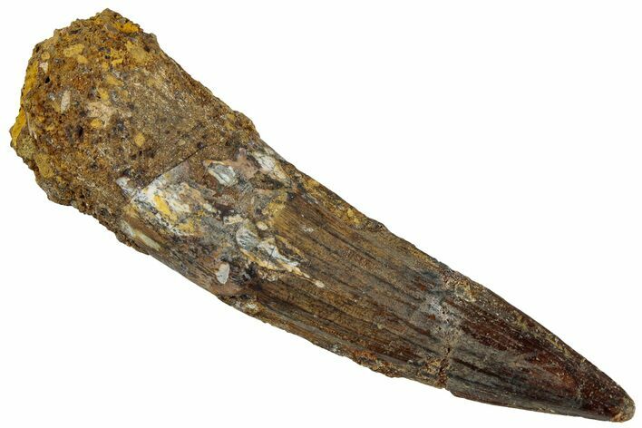 Fossil Spinosaurus Tooth - Real Dinosaur Tooth #319020